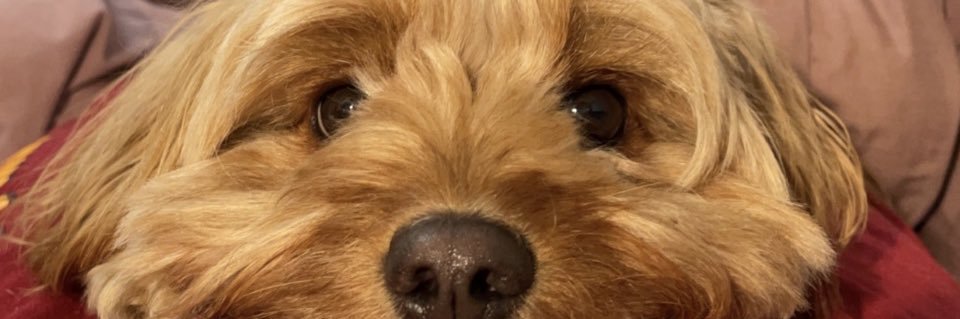 joycestick_'s profile banner image