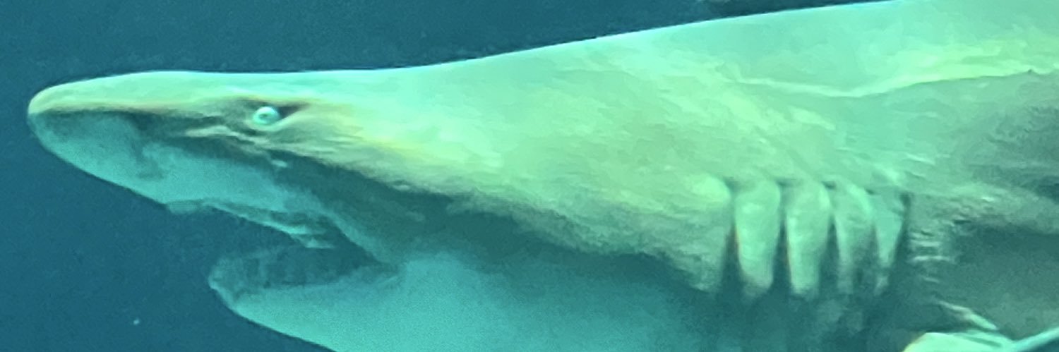 yun_sheep's profile banner image