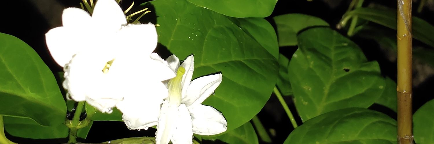 Dewatta_Magicly's profile banner image