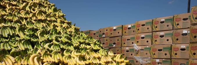 Antibostil🍌🚫🦧🐒🦍 banner