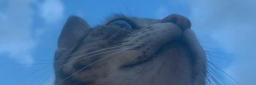 ldinixxx's profile banner image
