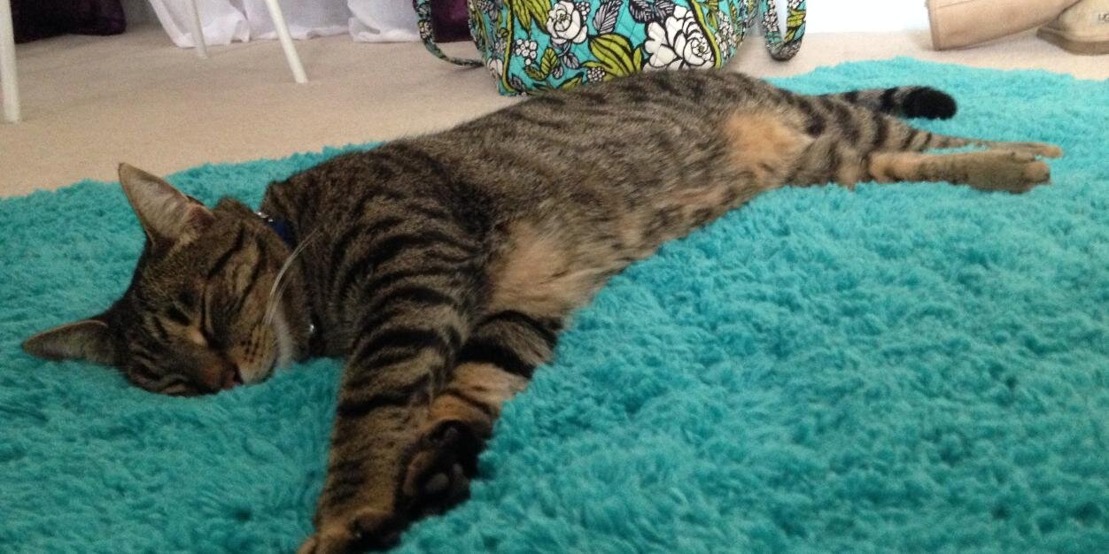 thecatGibson's profile banner image