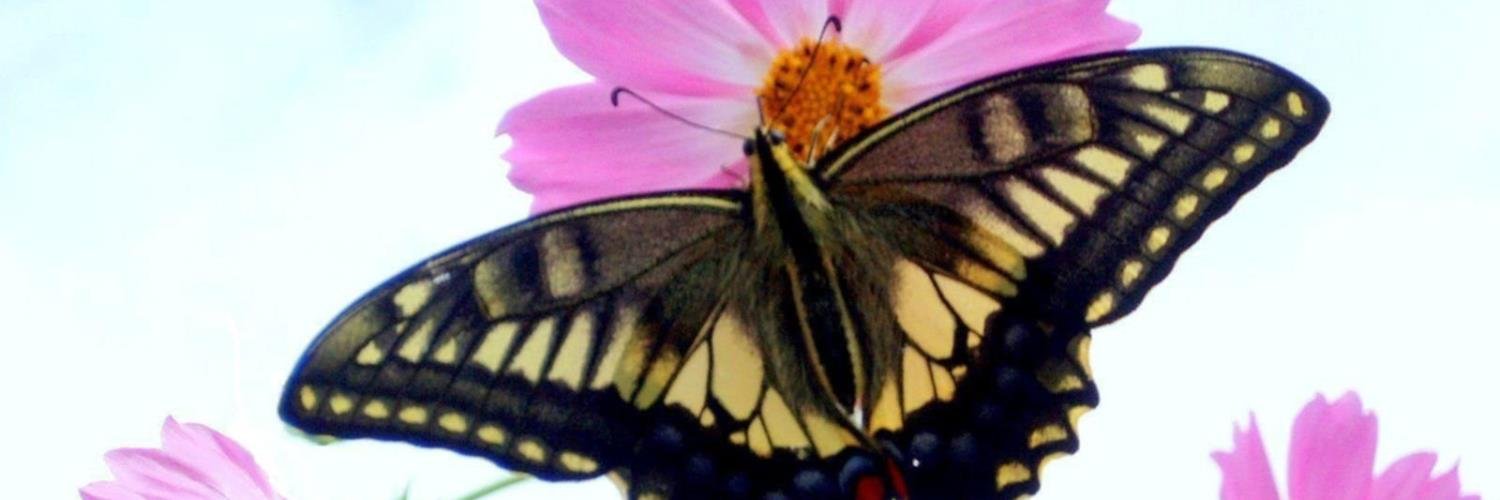 Maria Abate-Emde banner