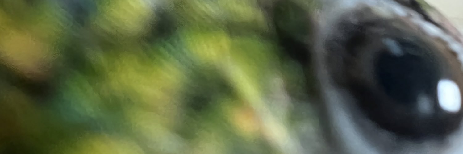 odayang's profile banner image