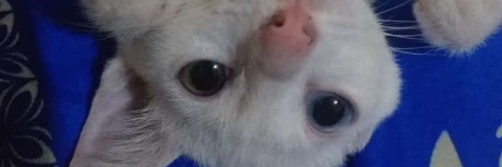 aprildoruru's profile banner image