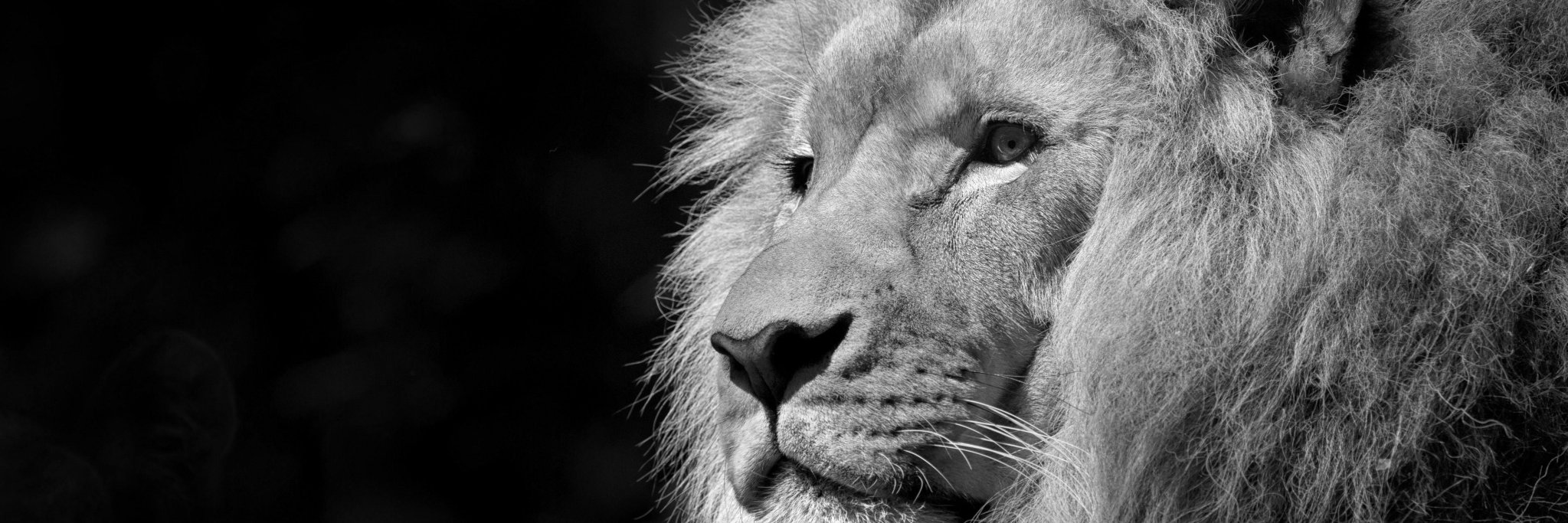 Fabrice Wuimo banner