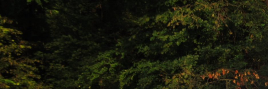 adeptbabe's profile banner image