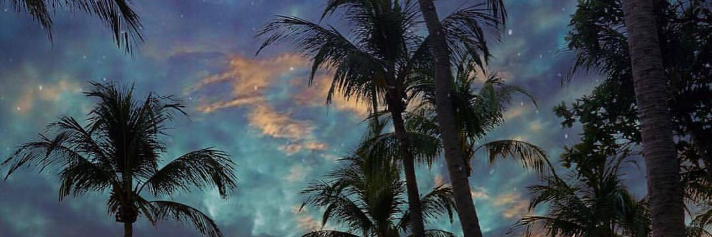 AgnesePalm's profile banner image