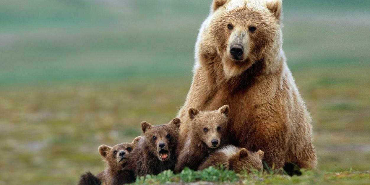 Magical_Bear 😁 banner