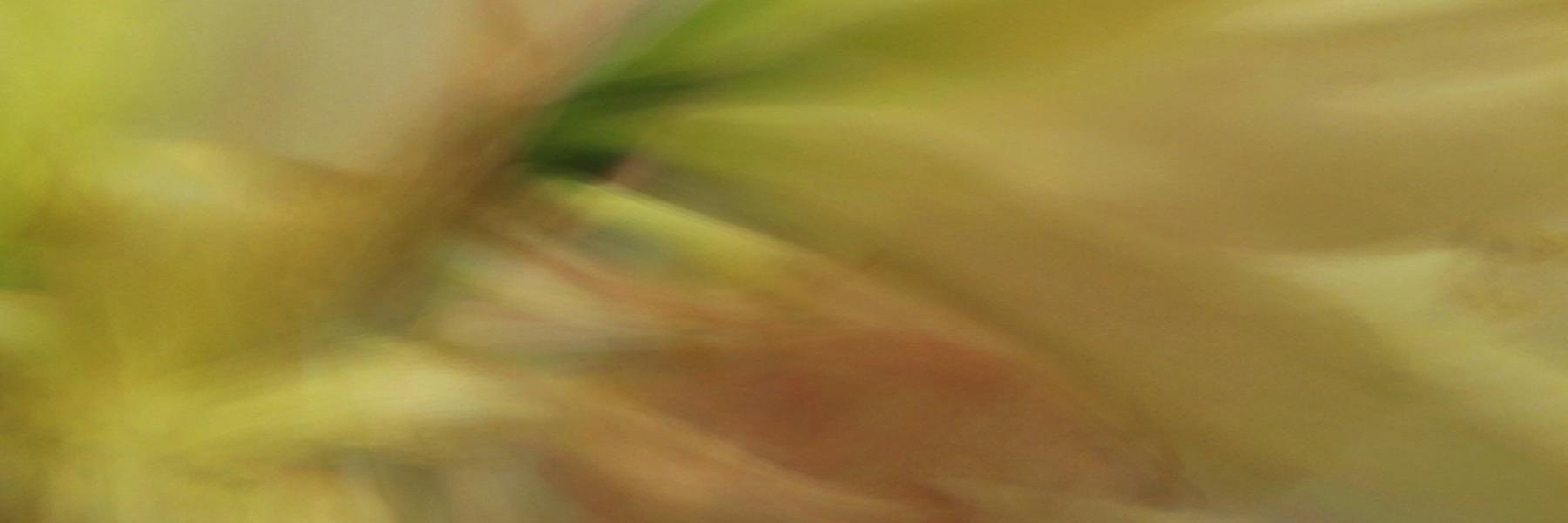 ruidobello's profile banner image