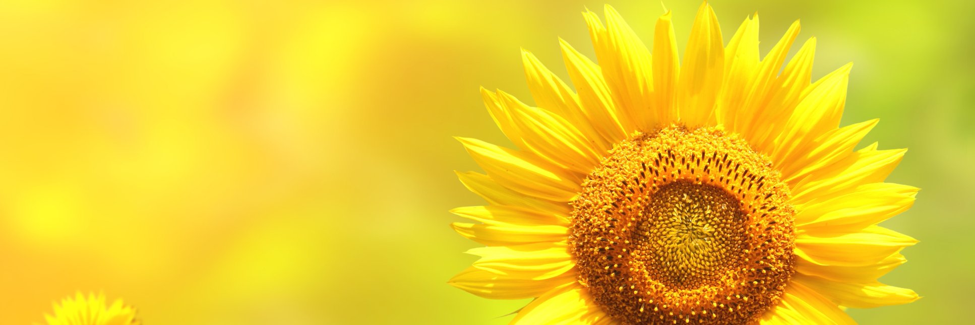 Brice_W83's profile banner image