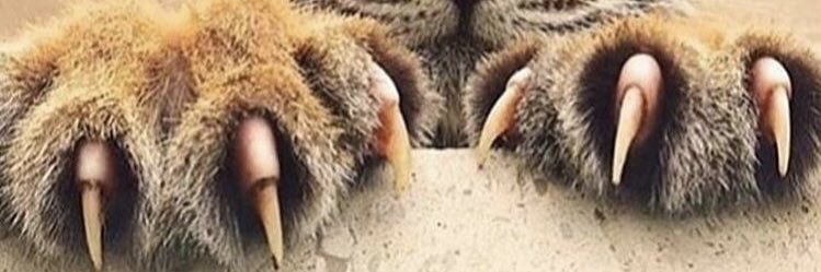 IVIXVSB's profile banner image