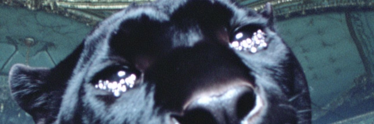 msperfectforu's profile banner image