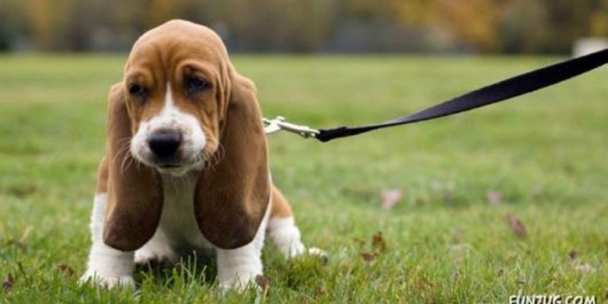 cutedogs101's profile banner image