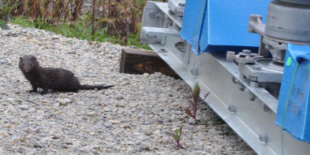 Nuisance Wildlife banner