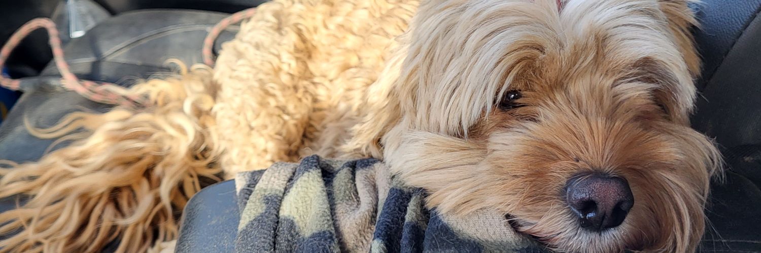 Wolfy Statton banner