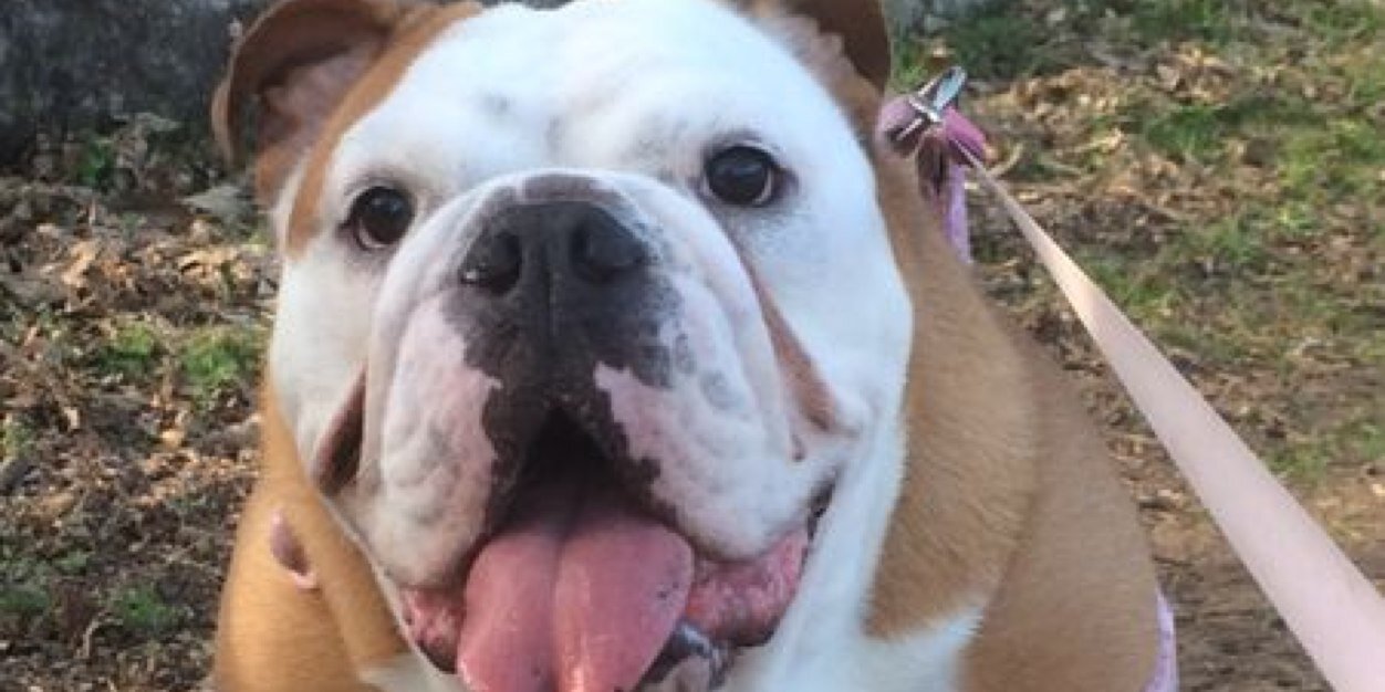 WillowBulldog's profile banner image