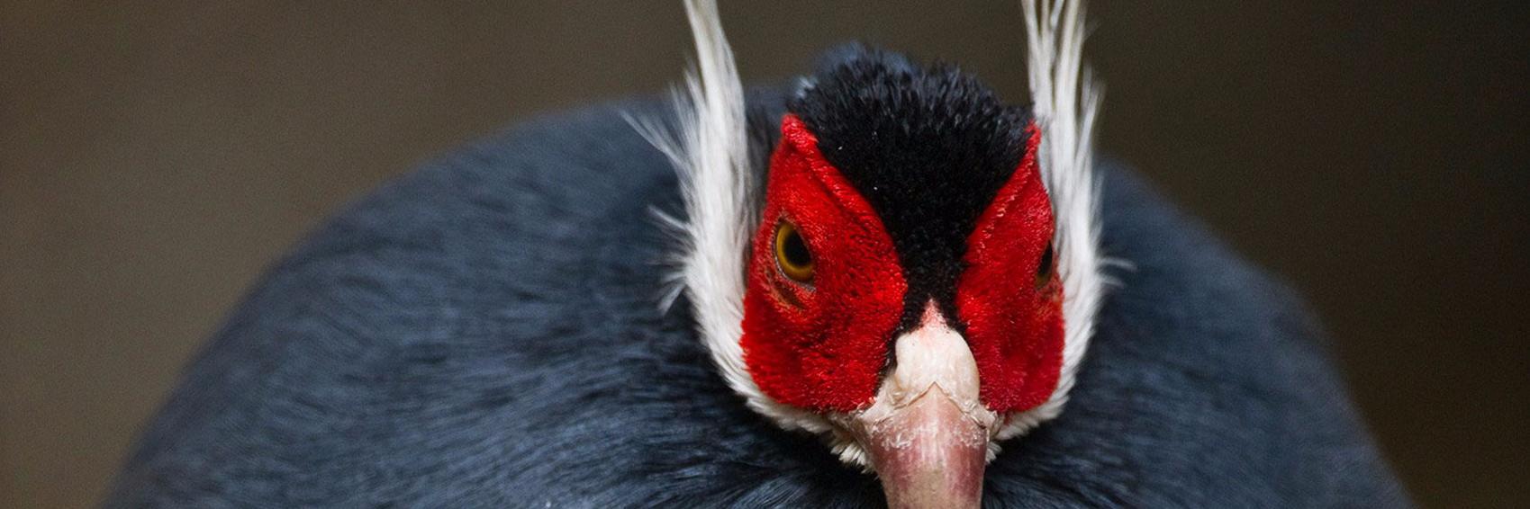 Alexei Crecotun banner