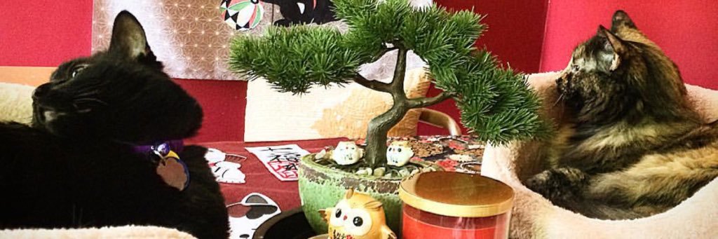 CurvyComfyCute's profile banner image