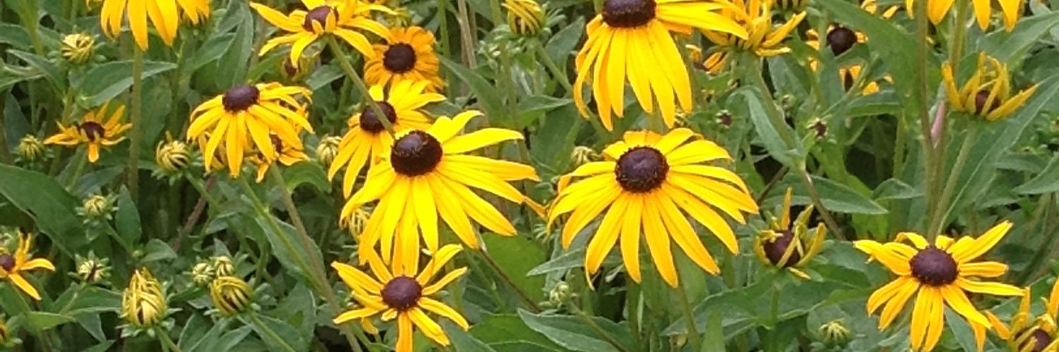 Eliz__Epstein's profile banner image