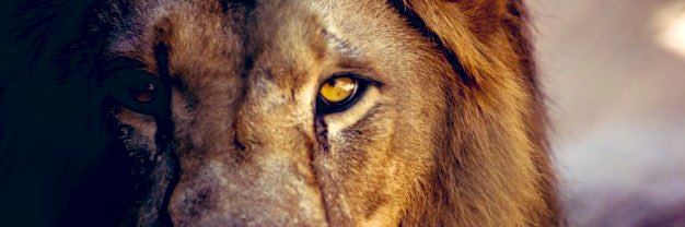 Anthony Coleman banner