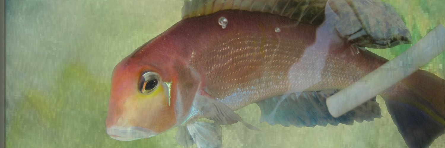 両手鍬🍉 (凹ФωФ)凹🚜 banner