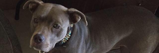 WestsidePet's profile banner image