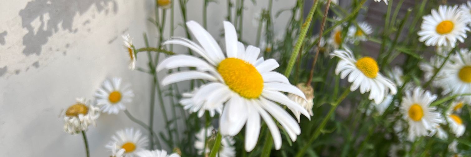 PPaaNG Hazune ❄️ banner