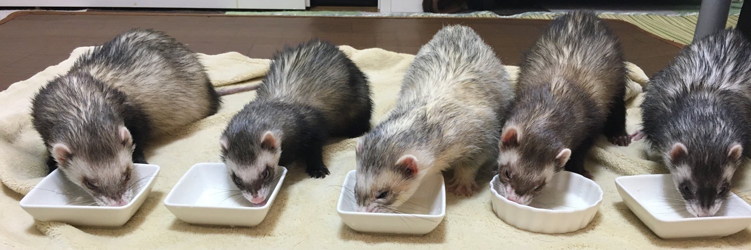 Ferret5Ferret's profile banner image