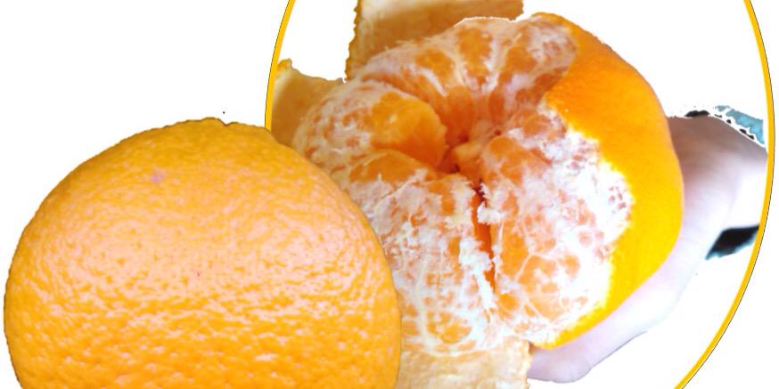 遠江 洲穂 banner