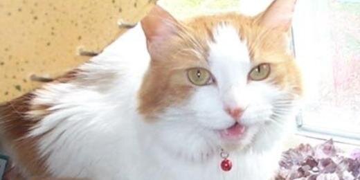 Cooter_Marie's profile banner image