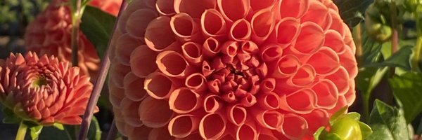 CirceTejada Profile Banner