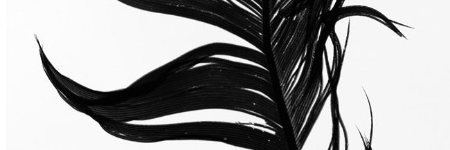 Bettina von Zwehl banner