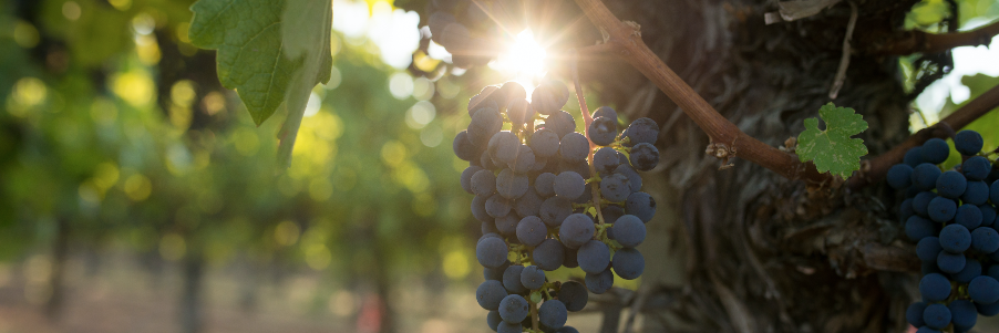 Fruition Sciences banner