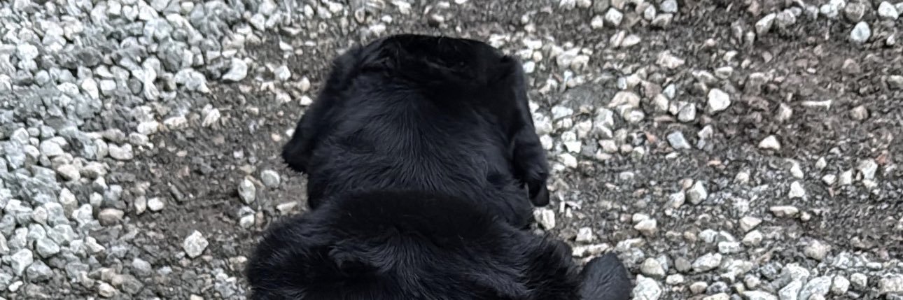 Joeycacksx's profile banner image