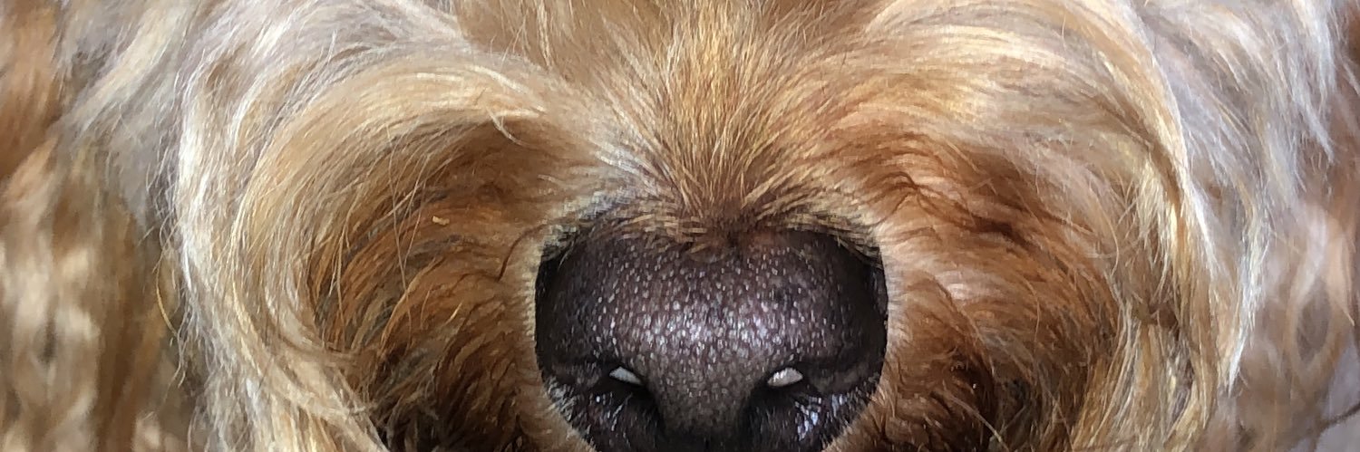 Marcelle Rose banner