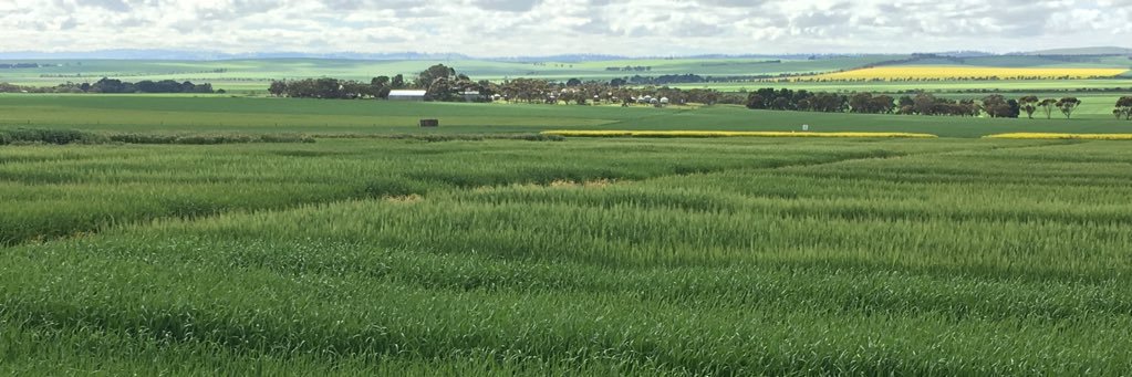 David Pfeiffer banner