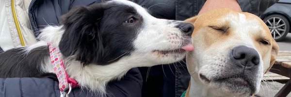 Llawen Profile Banner