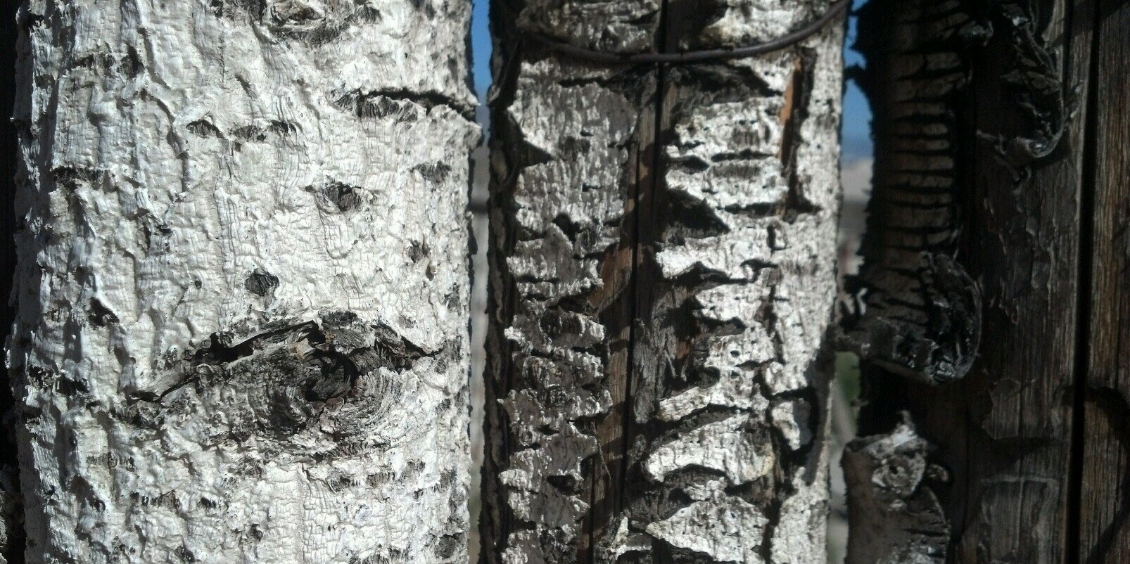 _al_man's profile banner image