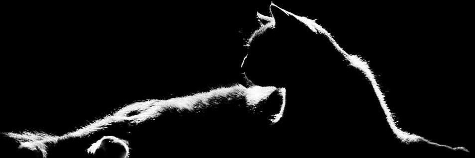 GastLoid's profile banner image