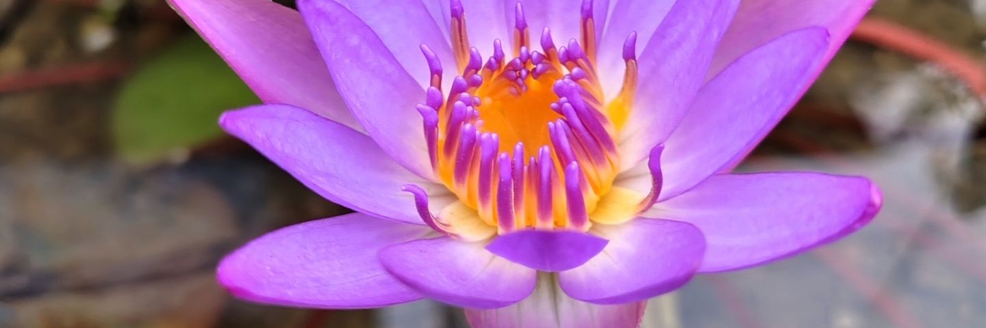HomeGardenPp's profile banner image