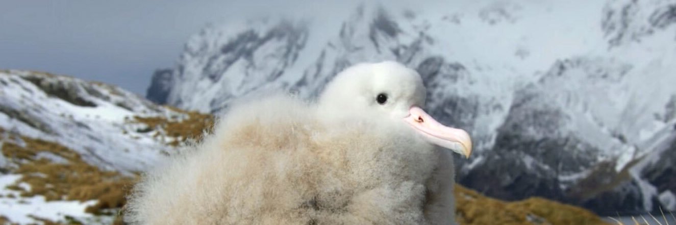 ∴ * ･ﾟ*｡★ alexandra｡ * ･ﾟ*｡★ banner