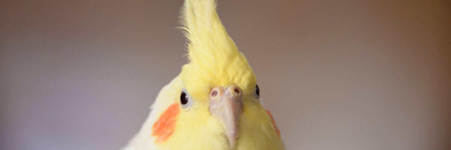 Oc_aya's profile banner image