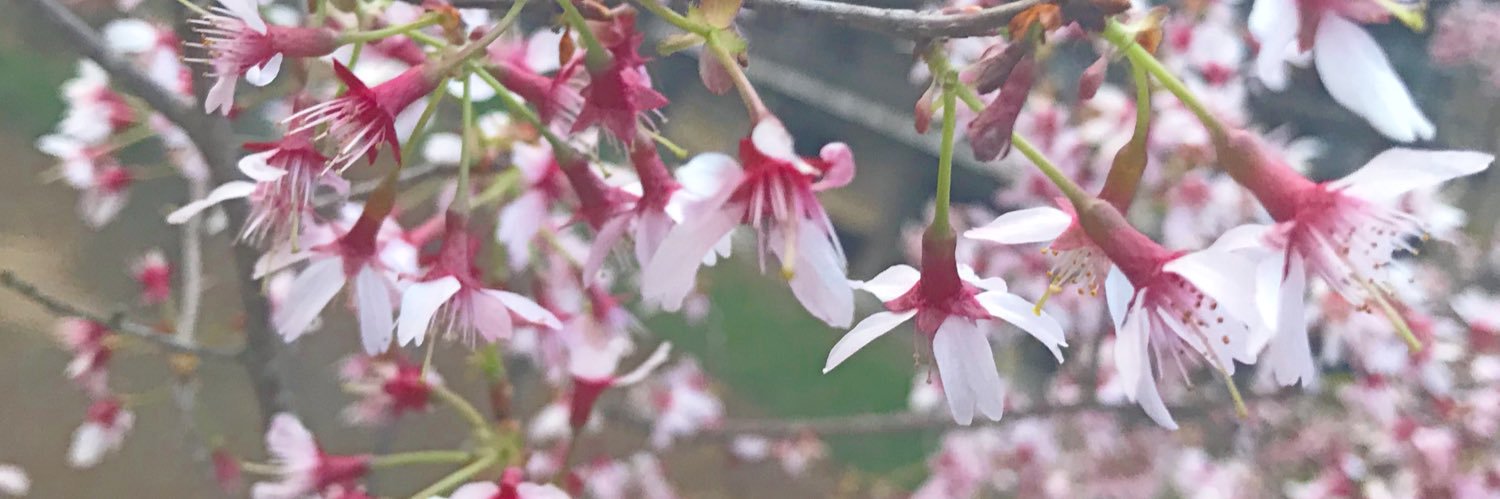 するめ banner