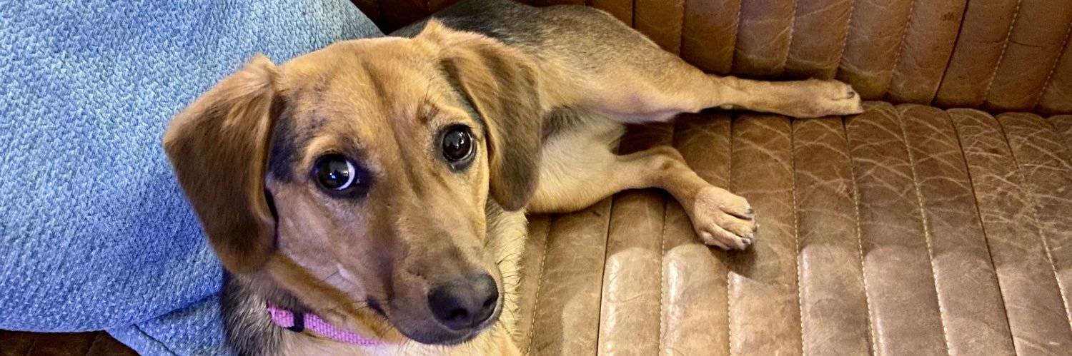 The Company of Dogs banner