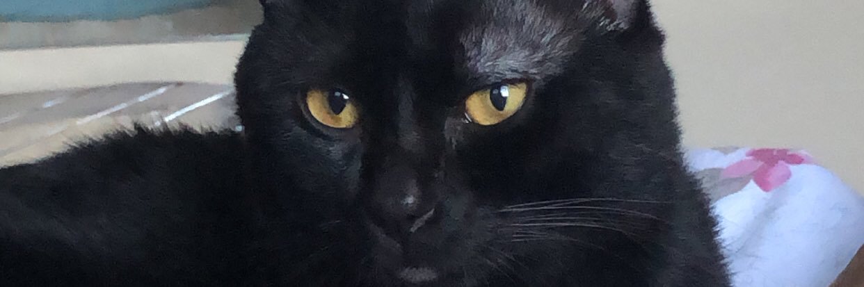 NinaNetto's profile banner image