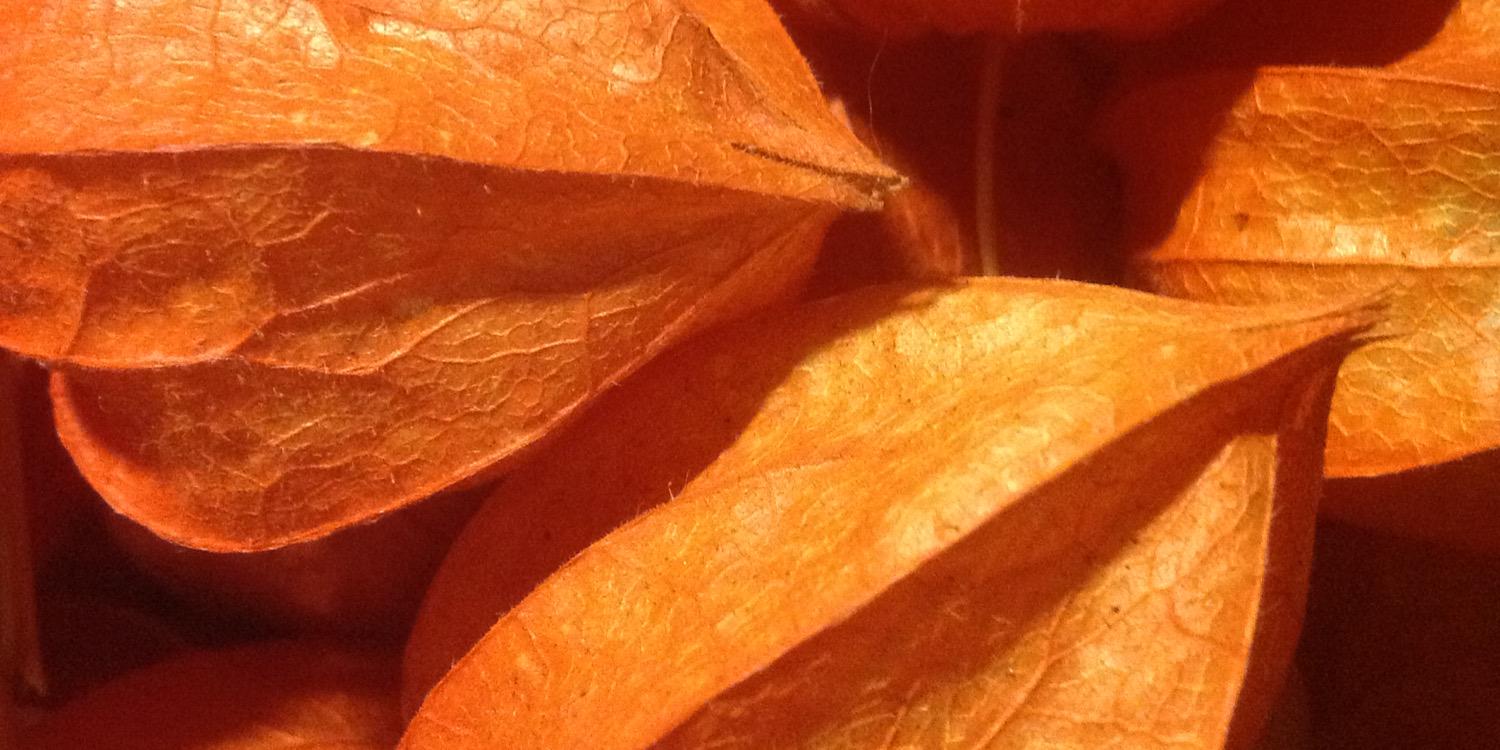 trocoman1's profile banner image