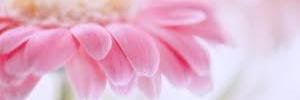 soonibel's profile banner image