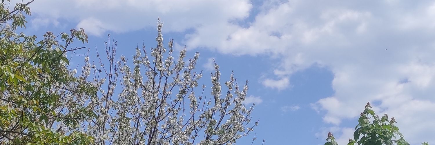 foroghism's profile banner image