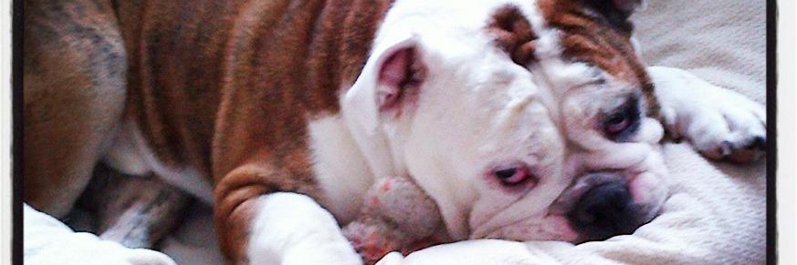 SundayRoseBully's profile banner image
